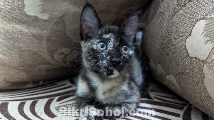 Mixed Persian Kitten